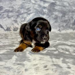 Coca-Cola - Black tri female Miniature Australian Shepherd puppy in Lincoln, California from Country Dreams Mini Aussies