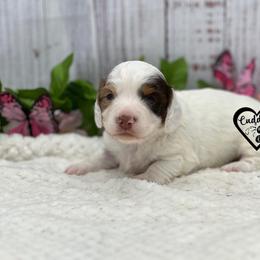 Tucker - Piebald male Dachshund puppy in Nashville, Arkansas from Cuddles n Curls