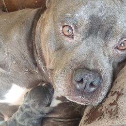 American Bullies from Impressive Bred Bullies
