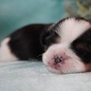 Cavatzu Puppies from Villanueva Puppies