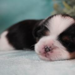 Cavatzu Puppies from Villanueva Puppies