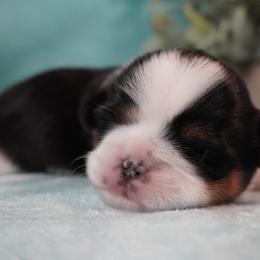 Cavatzu Puppies from Villanueva Puppies