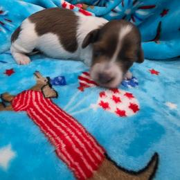 Chocolate pie boy - Piebald male Dachshund puppy in West Plains, Missouri from Spring Creek Dachshunds