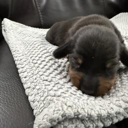 Dachshund Puppies from Michael Egnor