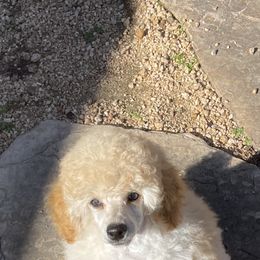 Poodle Puppies from Zoelle Poodles