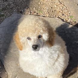 Poodle Puppies from Zoelle Poodles