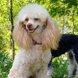 Poodle puppies from Scenic Hills Kennels