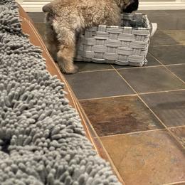 Bouvier des Flandres Puppies from Julie Smith