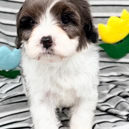 Cumulus - Merle male Cavapoo puppy in Salem, New Jersey from Dreamy Night Doodles
