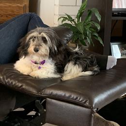 Ellie - Dachshund