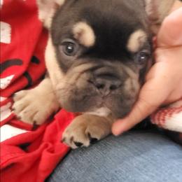 Kyle - Tricolors male French Bulldog puppy in Stockton, Missouri from Willis Family Frenchies