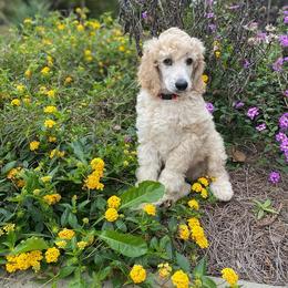 Poodle Puppies from Kurtz Poodles