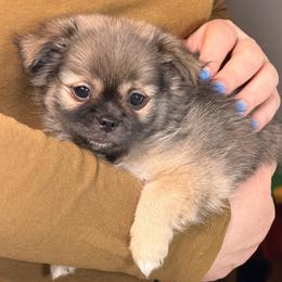 Chewbacca - Sable male Mi-Ki puppy in Prospect Heights, Illinois from Metro Mi-kis