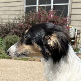 Wynn - Silken Windhound