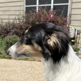 Wynn - Silken Windhound