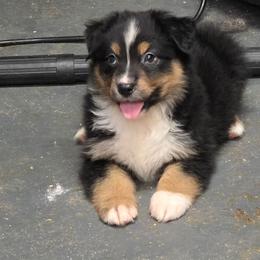 Lilly - Black tri female Miniature Australian Shepherd puppy in Leonard, Texas from Tin Roof Aussies