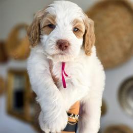 Posie - Parti female Goldendoodle puppy in Moses Lake, Washington from Macy Meadows Doodles