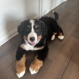 Bernese Mountain Dog and Golden Retriever Puppies from Bastian Mountain Dogs