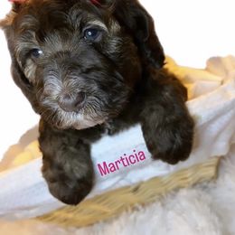 Australian Labradoodle Puppies from Cajun Land Doodles
