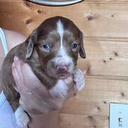 Girl 3 - Dapple female Dachshund puppy in Cheyenne, Wyoming from Great Basin Hounds