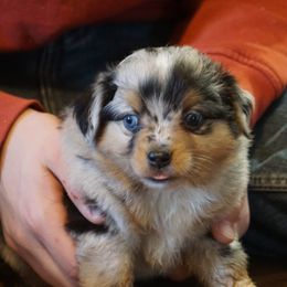 Miniature Australian Shepherd and Toy Australian Shepherd Puppies from Caprock Mini & Toy Aussies