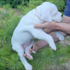 Dogo Argentino Puppies from K&B Southern Oregon Argentino Dogos