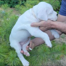 Dogo Argentino Puppies from K&B Southern Oregon Argentino Dogos