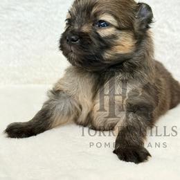 Emily - Orange sable female Pomeranian puppy in Redlands, California from Torrey Hills Poms