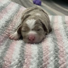 Australian Shepherd Puppies from Forgotten Coast Australian Shepherds