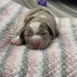Australian Shepherd Puppies from Forgotten Coast Australian Shepherds
