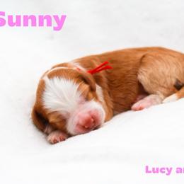 Sunny - Caramel red female Australian Labradoodle puppy in Diamond Bar, California from Furrytaildoodles