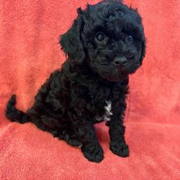 Cumin - male Cavapoochon puppy in North Lawrence, Ohio from Liberty Pups