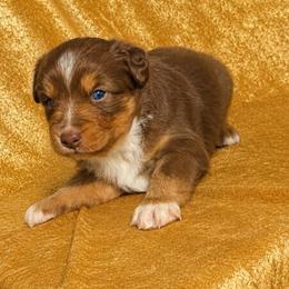 Rosie - Red tri female Miniature Australian Shepherd puppy in Tecumseh, Oklahoma from Ashley's Aussies, LLC
