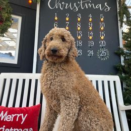 Amani - Poodle