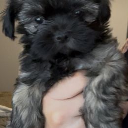 Black - Brindle female Shih Tzu puppy in Fontana, California from Loraine Bailey