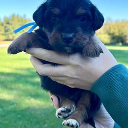 Linus - Tri-color male Bernedoodle puppy in Lancaster, Missouri from Cavapoo Acres
