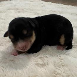 Stella - Black and silver female Miniature Schnauzer puppy in Auburn, Georgia from Very Special Mini Schnauzers