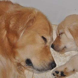 Golden Retriever Puppies from ElkCreek Golden Retrievers