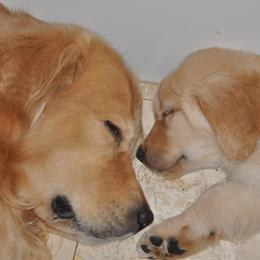 Golden Retriever Puppies from ElkCreek Golden Retrievers