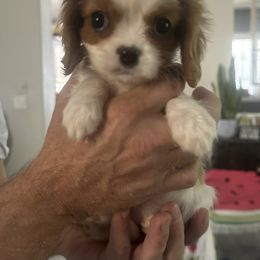 Strudel - Blenheim female Cavalier King Charles Spaniel puppy in Las Vegas, Nevada from Heaven Sent Cavaliers