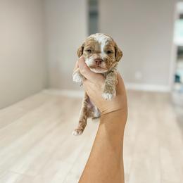 Oakley - Golden male Cockapoo puppy in Altamonte Springs, Florida from The Perks of Pups