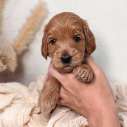 Oak - Light Blue Collar - Apricot male Goldendoodle puppy in Auburn, California from Golden Acre Doodles