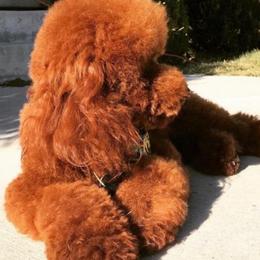 Goose - Poodle