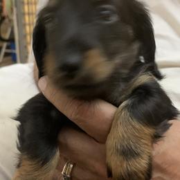 Dachshund and Italian Greyhound Puppies from Desert Rose