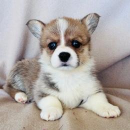 Girl fluffy - Fawn female Pembroke Welsh Corgi puppy in Huntington Beach, California from Gingerbread