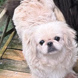 AKC Jenna - Cream female Pekingese puppy in Cumming, Georgia from Imperial Pekingese