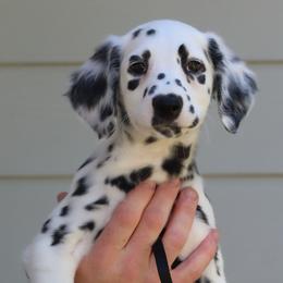 Black - White and black male Dalmatian puppy in Cottage Grove, Oregon from Hidden Hills Dalmatians