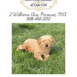 Pearl - Goldendoodle