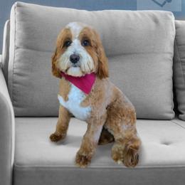 Echo - Goldendoodle