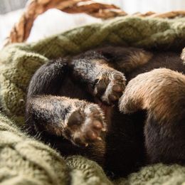 German Shepherd Puppies from Platz German Shepherds